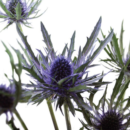 Eryngium Azure 60 A1 Much Flowers EC buy wholesale on M-Flowers