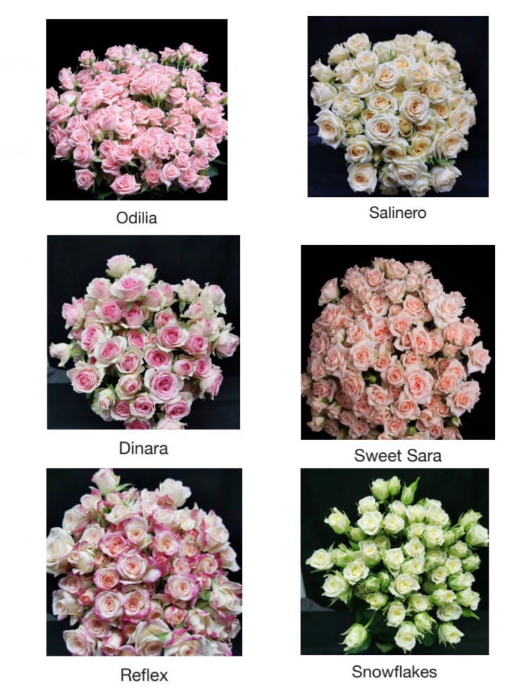 Spray roses Light Mix 60 A1 SIAN ROSES KE buy wholesale on M-Flowers