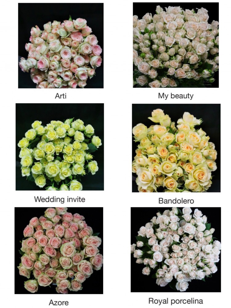 Spray roses Light Mix Premium 60 A1 SIAN ROSES KE buy wholesale on M-Flowers