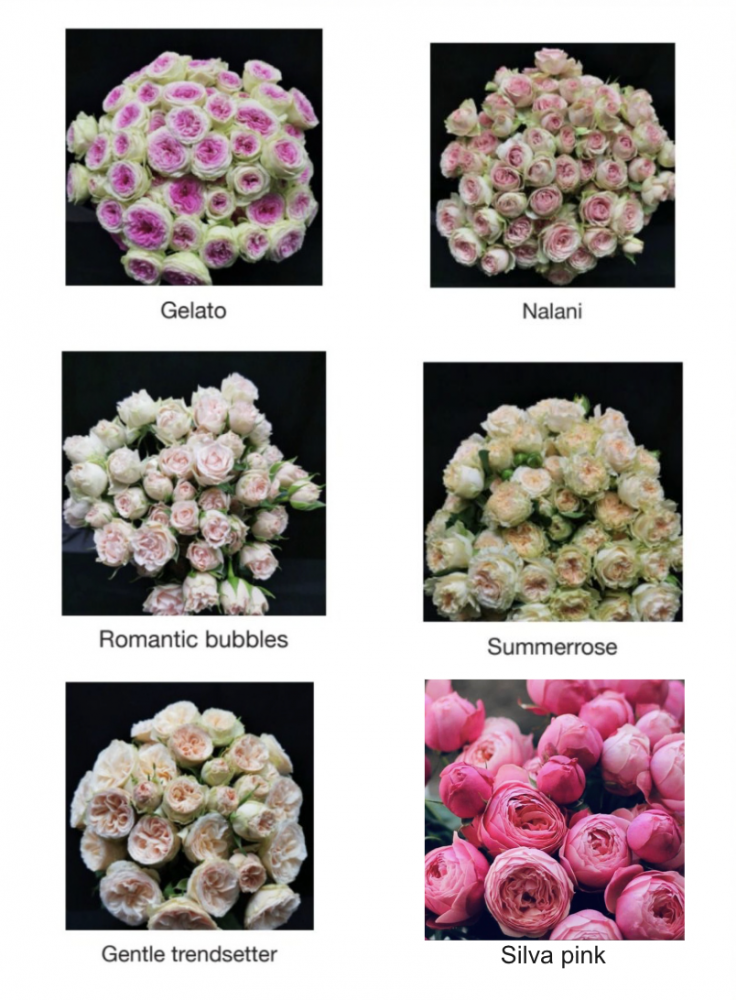 Garden Spray Rose Light Mix 60 A1 SIAN ROSES KE buy wholesale on M-Flowers