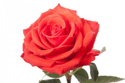 Rose Santana orange 50 A1 ROYAL FLOWERS Ecuador buy wholesale on M-Flowers