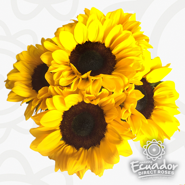 Sunflower Medium yellow 70 A1 Sunflower Medium 70 A1 Floramar EC buy wholesale on M-Flowers