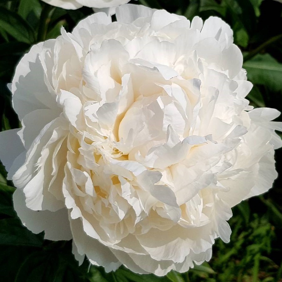 Peonies Dr F.G. Brethour cream 55 A1 My Peony Netherlands buy wholesale on M-Flowers