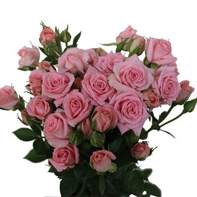 Spray roses Smooth Blossoms 50 A1 GATOKA LTD KE купить оптом на M-Flowers