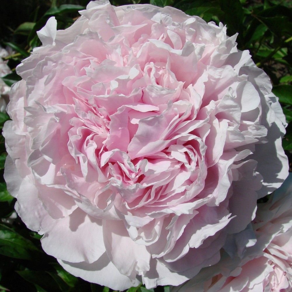 Peonies Albert Crousse pink 55 A1 My Peony Netherlands buy wholesale on M-Flowers