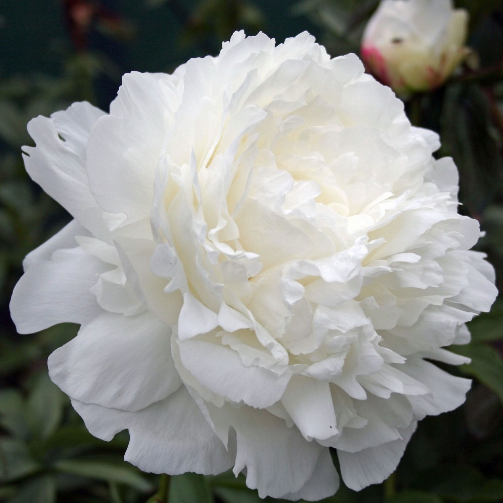 Peonies Ann Cousins cream 60 A1 My Peony Netherlands buy wholesale on M-Flowers