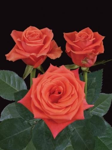 Rose Cayenne orange 50 A1 EcoRoses Ecuador купить оптом на M-Flowers