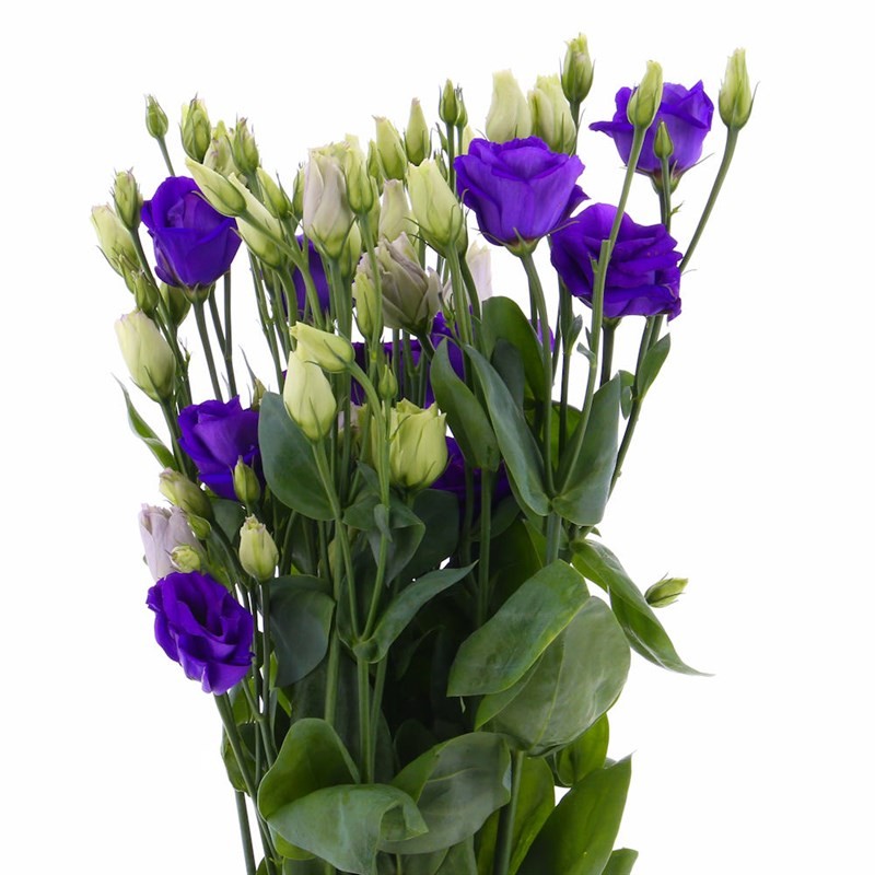 Lisianthus Blue 80 A1 Dolina Israel IL buy wholesale on M-Flowers