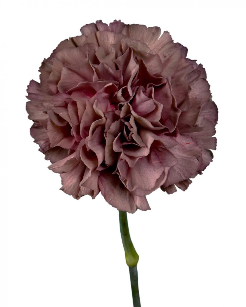 Carnation COOPER EXTASIS 70 A1 KM FLOWERS EC buy wholesale on M-Flowers