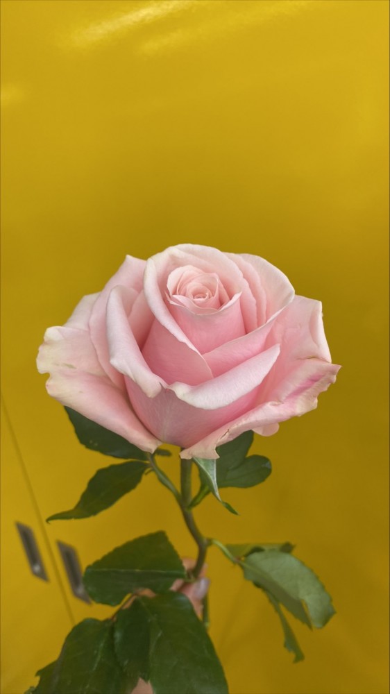 Rose Believe in pink 50 A1 Cantiza EC buy wholesale on M-Flowers