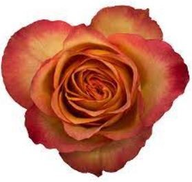 Rose Chili Love 40 A1 Cantiza EC comprar al por mayor en M-Flowers