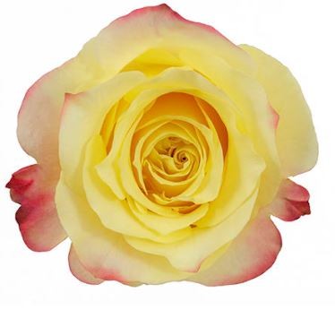 Rose Pierrot 50 A1 Cantiza EC buy wholesale on M-Flowers