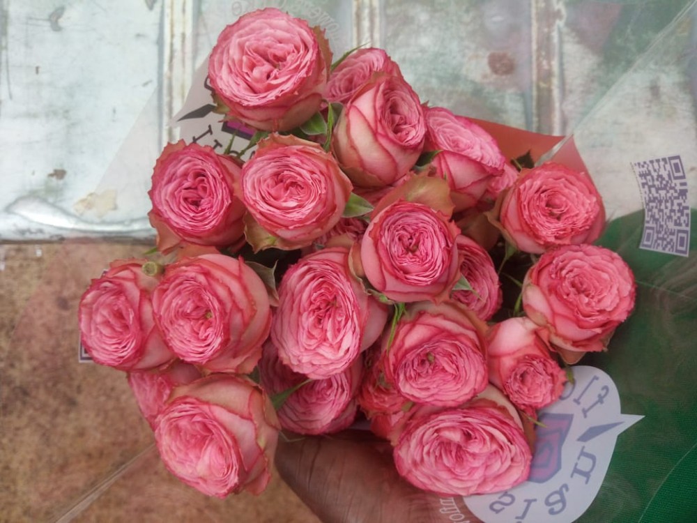 Garden Spray Rose Hawi 60 A1 SIAN ROSES KE buy wholesale on M-Flowers