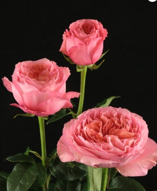 Garden Rose CANDY XPRESSION 40 A1 ROYAL FLOWERS EC buy wholesale on M-Flowers