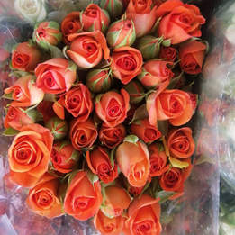 Spray roses Orange Babe 40 A1 SHALIMAR FLOWERS (KENYA) LTD KE buy wholesale on M-Flowers