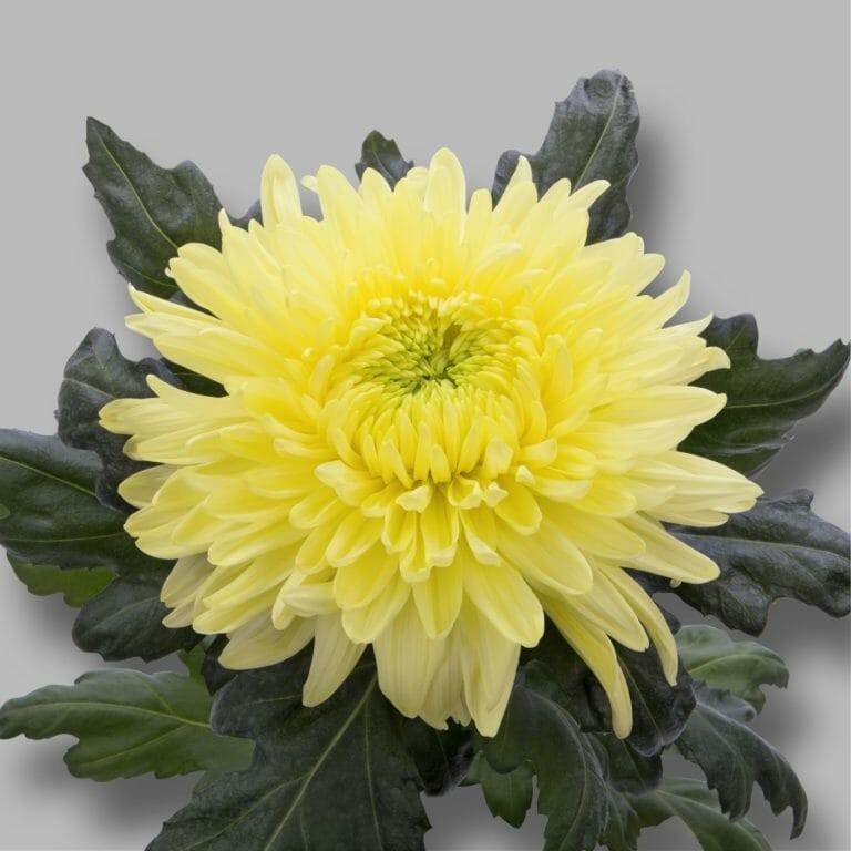 Magnum Yellow Chrysanthemum Bouquet