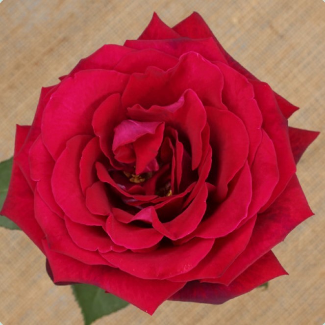 Garden Rose Deep Secret red 53 A1 Garden Rose Deep Secret 53 A1 TAMBUZI LTD KE купить оптом на M-Flowers