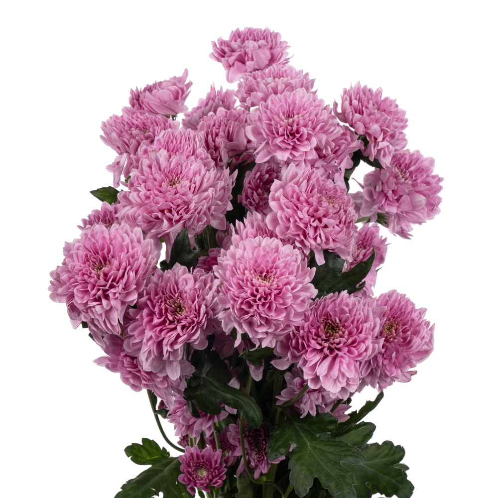 Chr t FABIENNE 70 A1 Zentoo NL buy wholesale on M-Flowers