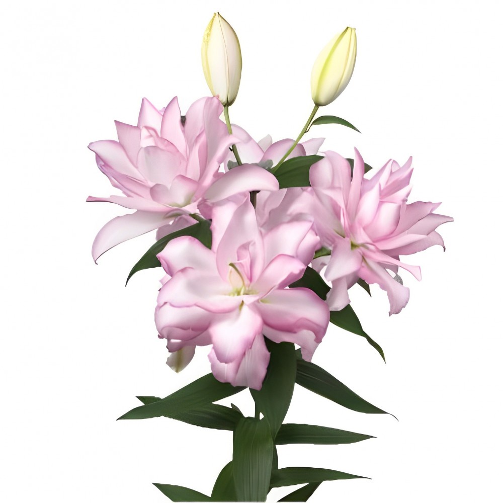 Li Or Du ANOUSKA 5+ 95 A1 Decorum NL buy wholesale on M-Flowers