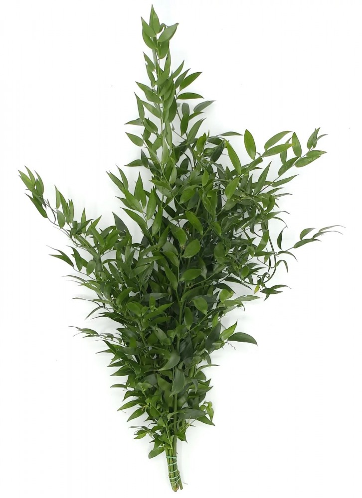 Groen Ruscus Kort 50 A1 Best Greens NL купить оптом на M-Flowers