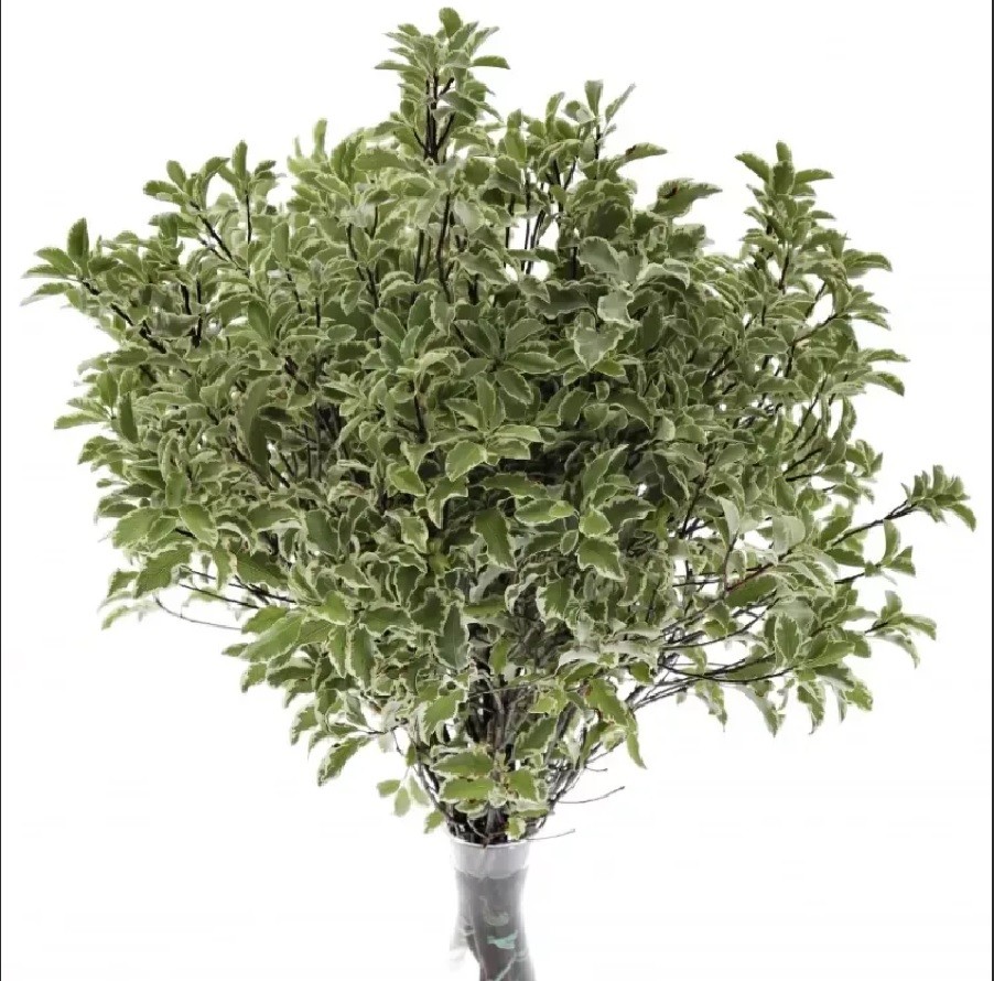 Groen Pittosporum nigra 50 A1 Best Greens NL купить оптом на M-Flowers