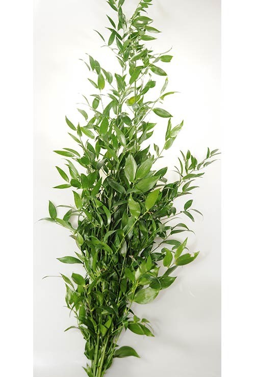 Groen Ruscus Lang 5Tak 100 A1 Best Greens NL купить оптом на M-Flowers