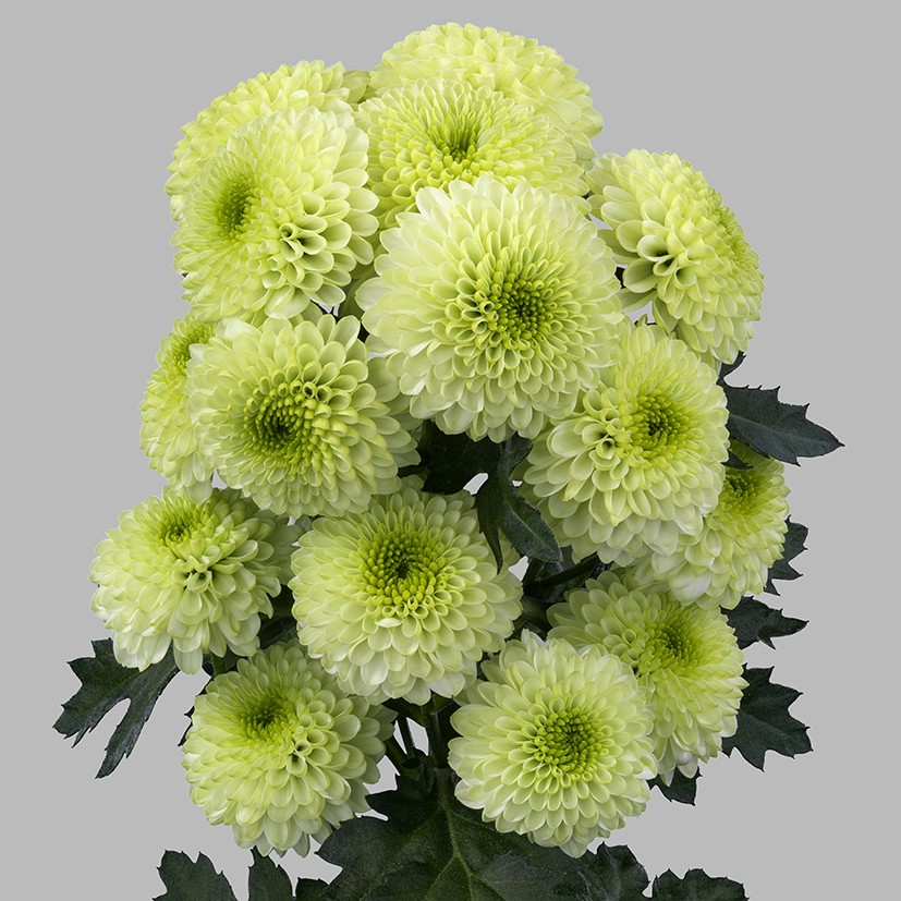 Chr San Bumper 55 A1 Zentoo NL buy wholesale on M-Flowers