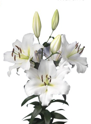 Li Or Martine 4+ 100 A1 Decorum NL buy wholesale on M-Flowers