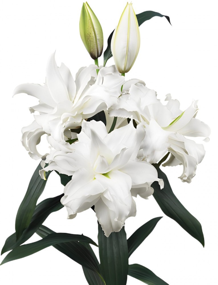 Li Or Du ROSELILY ANGELA 4+ 95 A1 Decorum NL comprar al por mayor en M-Flowers