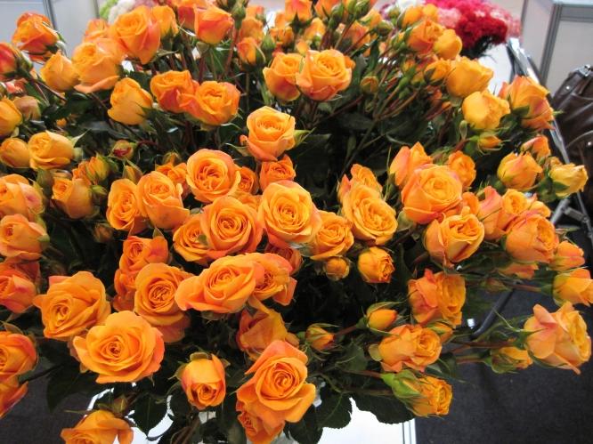 Spray roses Jezebel 40 A1 RED LANDS ROSES LTD KE buy wholesale on M-Flowers