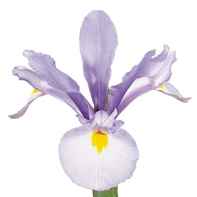 Iris Shanghai multicolor 56 A1 Decorum Netherlands comprar al por mayor en M-Flowers