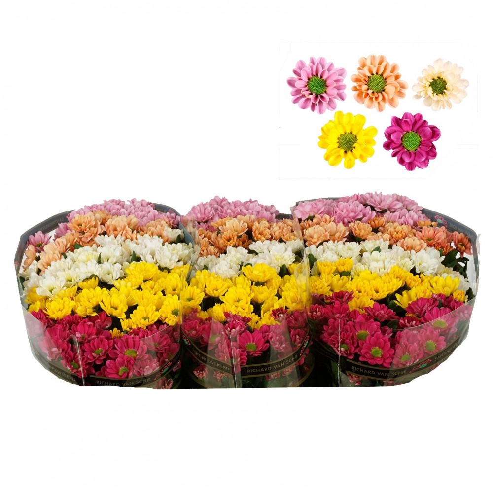 Chr San Rossi Mix 55 A1 Vannova NL buy wholesale on M-Flowers