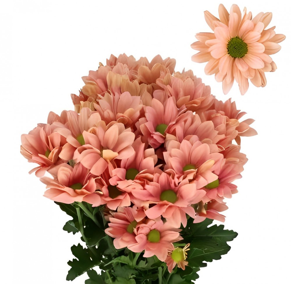 Chr t Katinka Salmon 70 A1 Zentoo NL buy wholesale on M-Flowers