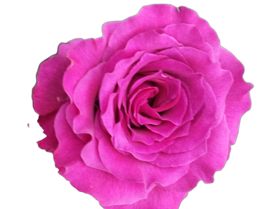 Garden Rose Mamy Blue purple 50 A1 FRESH EXCHANGE FZCO Kenya buy wholesale on M-Flowers