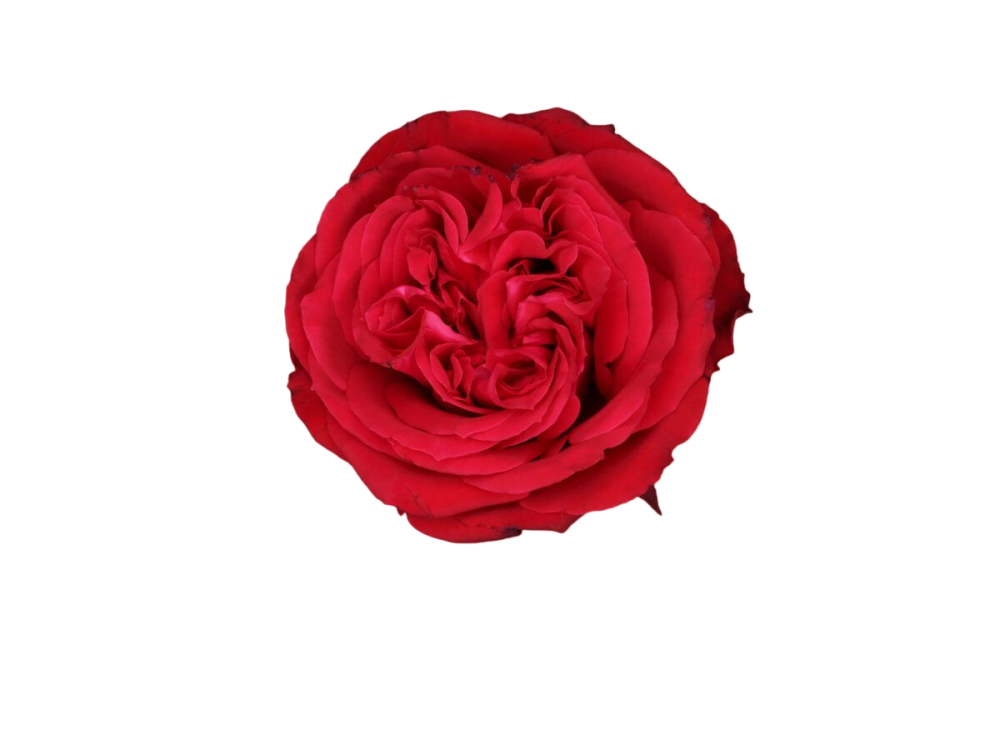 Garden Rose Red Elegance 40 A1 FRESH EXCHANGE FZCO KE buy wholesale on M-Flowers