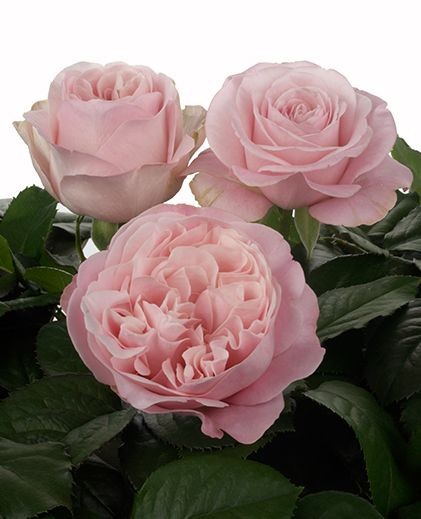 Garden Rose Yours Truly light-pink 50 A1 FRESH EXCHANGE FZCO Kenya buy wholesale on M-Flowers