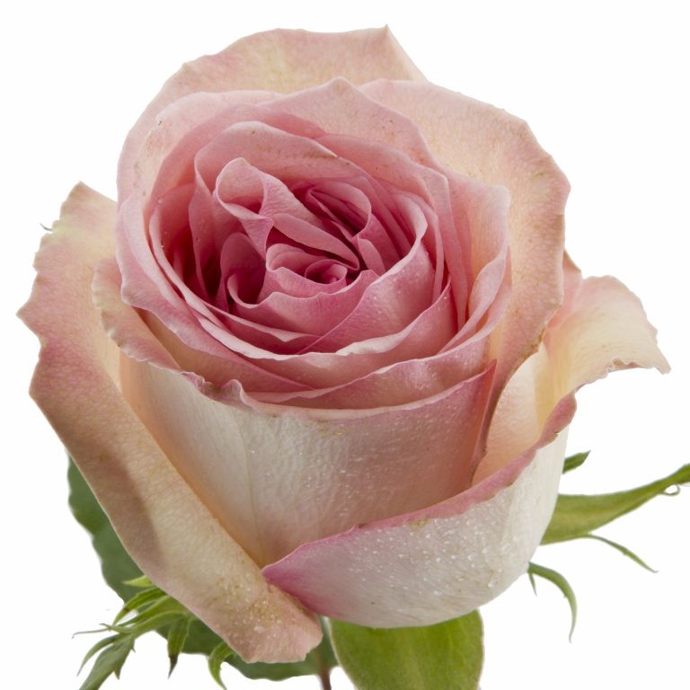 Garden Rose Sweet Elegance 40 A1 FRESH EXCHANGE FZCO KE buy wholesale on M-Flowers