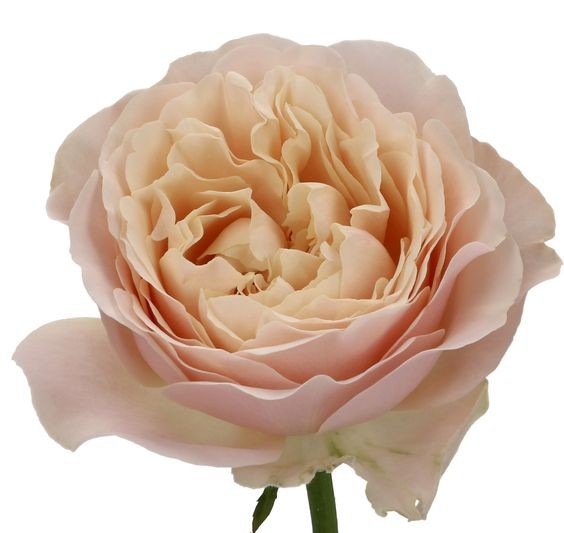 Garden Rose Unforgettable peach 40 A1 FRESH EXCHANGE FZCO Kenya buy wholesale on M-Flowers