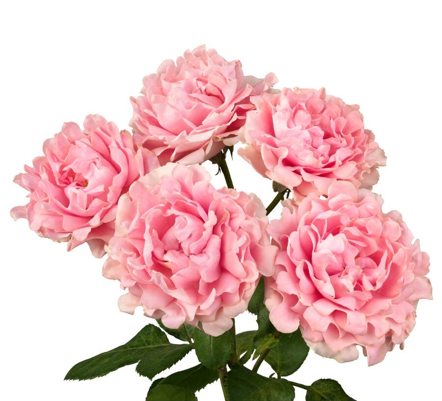 Garden Spray Rose Triumph pink 53 A1 Garden Spray Rose Triumph 53 A1 TAMBUZI LTD KE купить оптом на M-Flowers