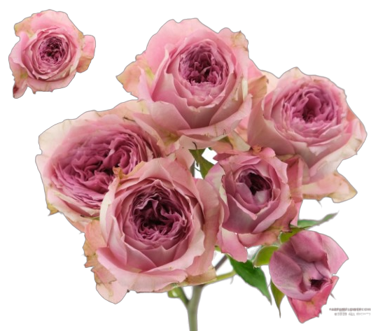 Garden Spray Rose Volkova 53 A1 TAMBUZI LTD KE купить оптом на M-Flowers