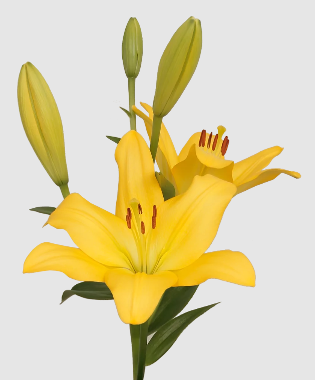 li la Nashville 5+ yellow 90 A1 Qualily Netherlands buy wholesale on M-Flowers