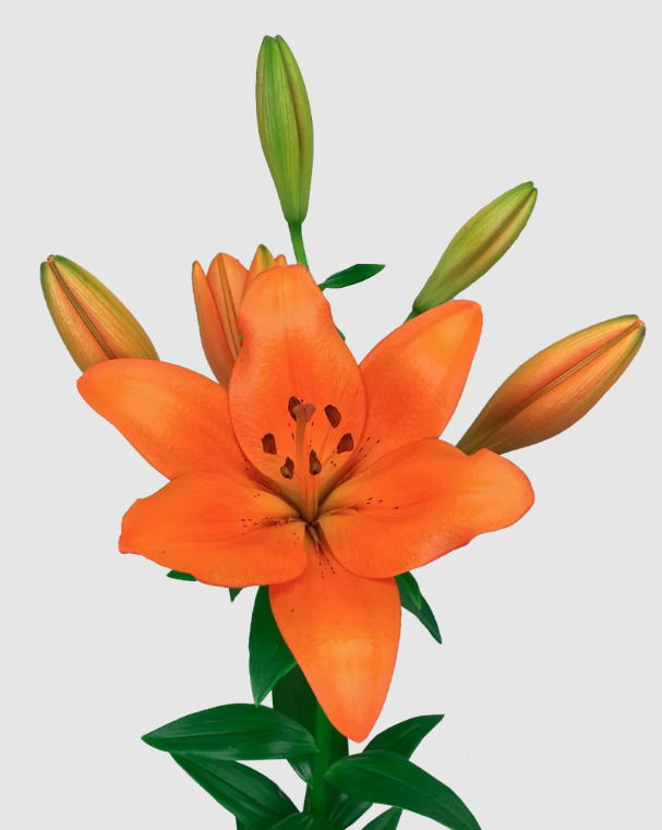 li la Sunderland 5+ orange 90 A1 Qualily Netherlands buy wholesale on M-Flowers