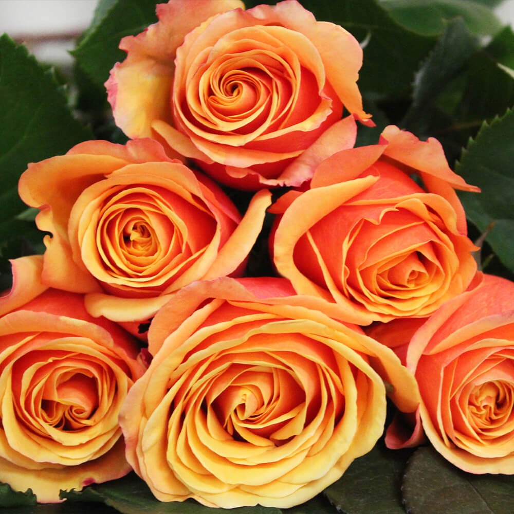 Rose HELIANA ORANGE 50 A1 Hoja Verde EC comprar al por mayor en M-Flowers