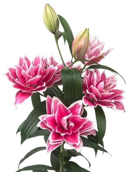 Li Or Du ROSELILY SAMANTHA 4+ multicolor 70 A1 Decorum Netherlands buy wholesale on M-Flowers