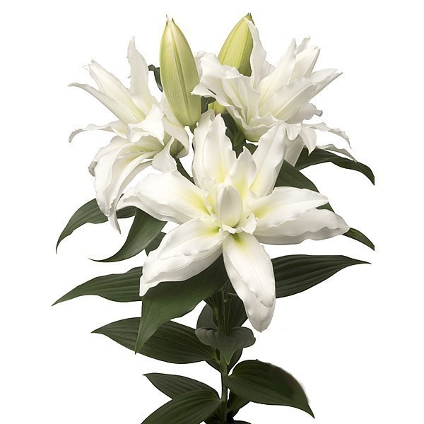 Li Or Du ROSELILY LEONA 5+ white 90 A1 Decorum Netherlands buy wholesale on M-Flowers