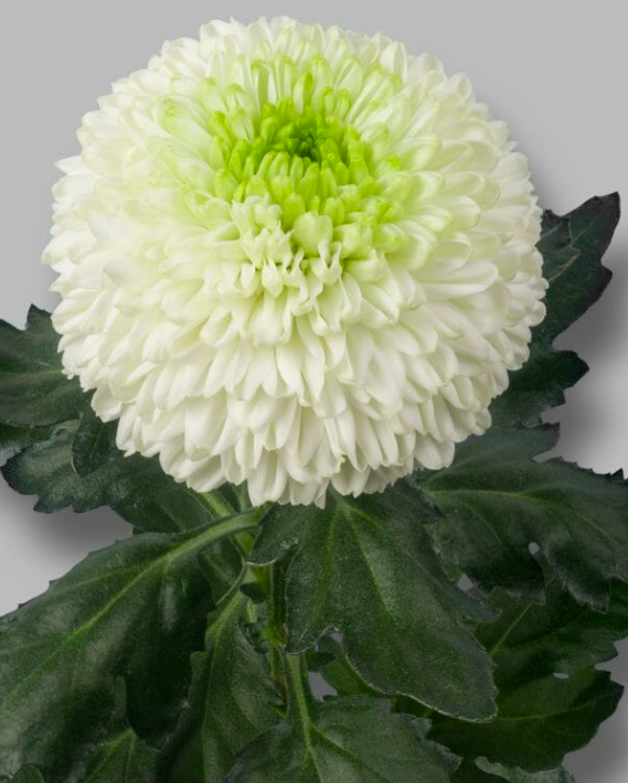 Chr G Alibaba 70 A1 Decorum NL buy wholesale on M-Flowers