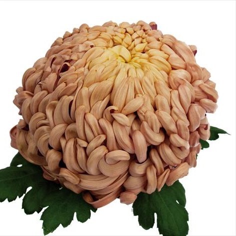 Chr G Vienna Copper sand 72 A1 Decorum Netherlands купить оптом на M-Flowers