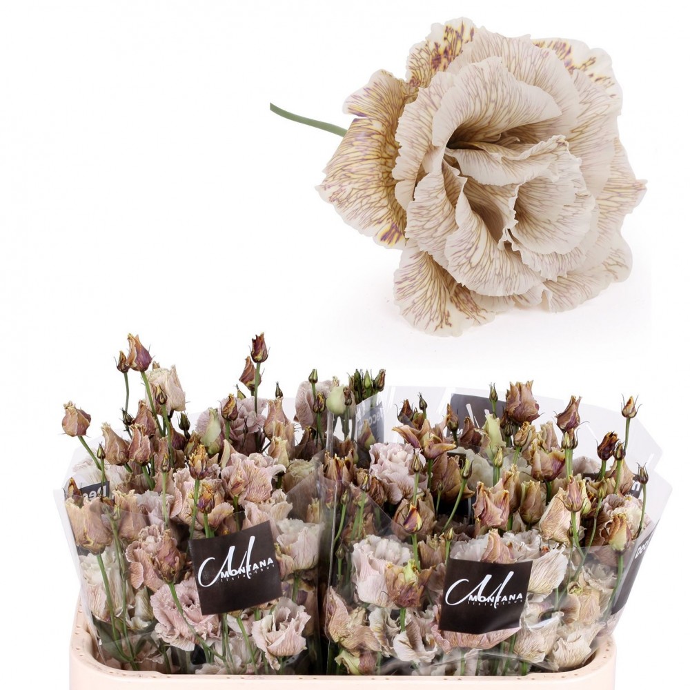 Eustoma Alissa brownies Dye brown 70 A1 Decorum Netherlands buy wholesale on M-Flowers