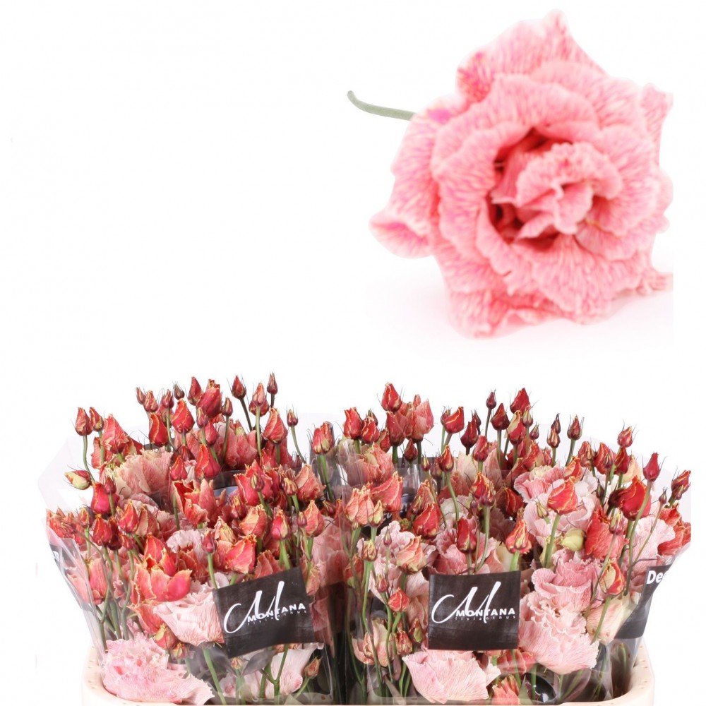 Eustoma Alissa lovely red Dye 70 A1 Decorum NL comprar al por mayor en M-Flowers