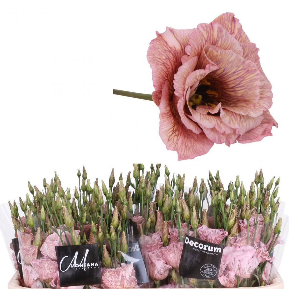 Eustoma Vintage pink Dye pink 70 A1 Decorum Netherlands buy wholesale on M-Flowers